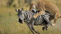 3 Days, 2 Nights Masai Mara Group Joining Safari