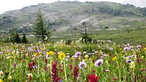 Sunshine Meadows Vistas - Guided Hike (Easy)