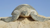 5 Days Jewels Of Oman Package