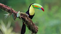 Early Bird Watching Tour