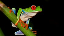 Frog Watching Jungle Night Walk