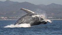 Private Whale Watching Tour in Puerto Vallarta