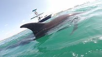 Private Wild Dolphin Encounter in Puerto Vallarta
