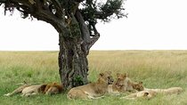 6 Days Kenya Classic Safari