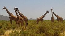 6 Days Kenya Express Safari