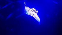 Manta Ray Night Snorkel in Kona