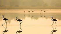 Donana National Park & Matalascanas Guided Tour from Seville