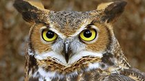 Skip the Line: World of Birds Admission Ticket
