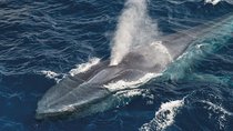 Whale Watching and Jeep Tour