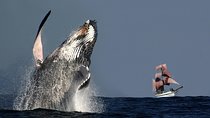Sydney Harbour Tall Ship Whale & Sail - Whale Watching Cruise