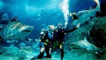 Shark Dive Experience at SEA LIFE Melbourne Aquarium