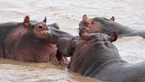 St Lucia day Tour - Isimangaliso wetland park