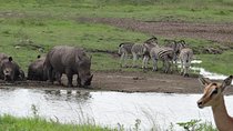 Mini Safari and Zulu Cultural experience - Day Tour