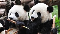 Chengdu Private Sightseeing Tour with Panda Breeding Center Visit