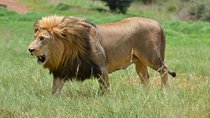 Rhino & Lion Park from Johannesburg 