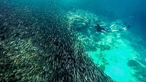 The Ultimate Rush: Moalboal Sardine Run and Kawasan Canyoneering