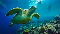 Moalboal Sardines & Turtle Snorkeling and Kawasan Canyoneering
