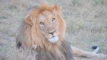Half-Day Nairobi National Park Safari from Nairobi with Free Pickup