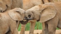 Addo Elephant National Park Tour - Full day of Wildlife Wonders