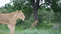 Full-Day Big 5 Safari from Hazyview