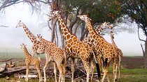 Giraffe Centre, Elephant Orphanage, National Museum & Beads Center