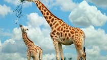 Nairobi Highlights: Karen Blixen, Beads Factory & Giraffe Center Day Tour