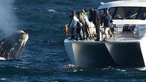 Full-Day Whale Watching and Wine Tasting Tour from Cape Town