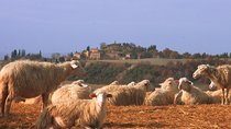 Montepulciano and Pienza Tuscany Wine&Cheese Fullday from Florence