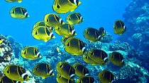 Tropical Reef & Wildlife Boat Snorkel Adventure