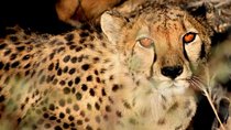 10-Day Namibia Highlights Guided Tour from Windhoek