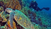 Hurghada Daily Scuba Dive Trip