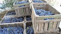Private Day Trip to Montalcino and Montepulciano from Florence