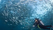 Tulamben Diving Tour Shipwreck USS Bali 