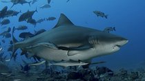 Ultimate Shark Encounter Two Tank Dive at The World Famous Beqa Lagoon 