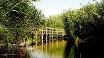 Shaumari Reserve and Azraq Wetland Private Full Day Tour from Amman
