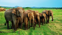 Minneriya Jeep Safari from Habarana Hotels