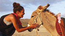 Sunset Pacific Donkey Hiking Tour