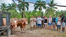 Bayahibe La Romana Discovery Full Day Tour