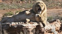 Cape Town Shore Excursion: Big Five Game Reserve from Cape Town