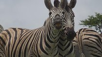 Durban Shore Excursion: Private Small Group Tala Game Reserve