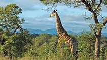 Hluhluwe Game Reserve Safari from Durban 