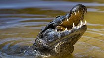 Jungle Crocodile Safari & Jaco Beach from San Jose