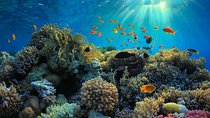 Private Day Trip from San Jose to Cahuita National Park (Caribbean Coast)