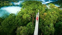 Day trip from San Jose to Monteverde Cloud Forest & Sky Adventure Park