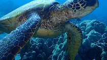 Caribbean Costa Rica: 5-Day Tour with Tortuguero National Park and Puerto Viejo