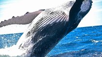 Whales & Wine