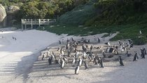 South Africa's Cape Peninsula Tour