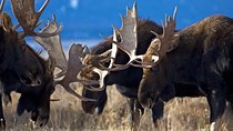 Half Day Private Sunset Wildlife Safari