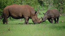 Half-Day Nature Walk in Mosi-oa-Tunya National Park from Livingstone
