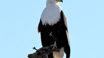 Half-Day Birding Tour of Livingstone